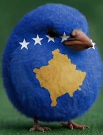 Kosovo bird